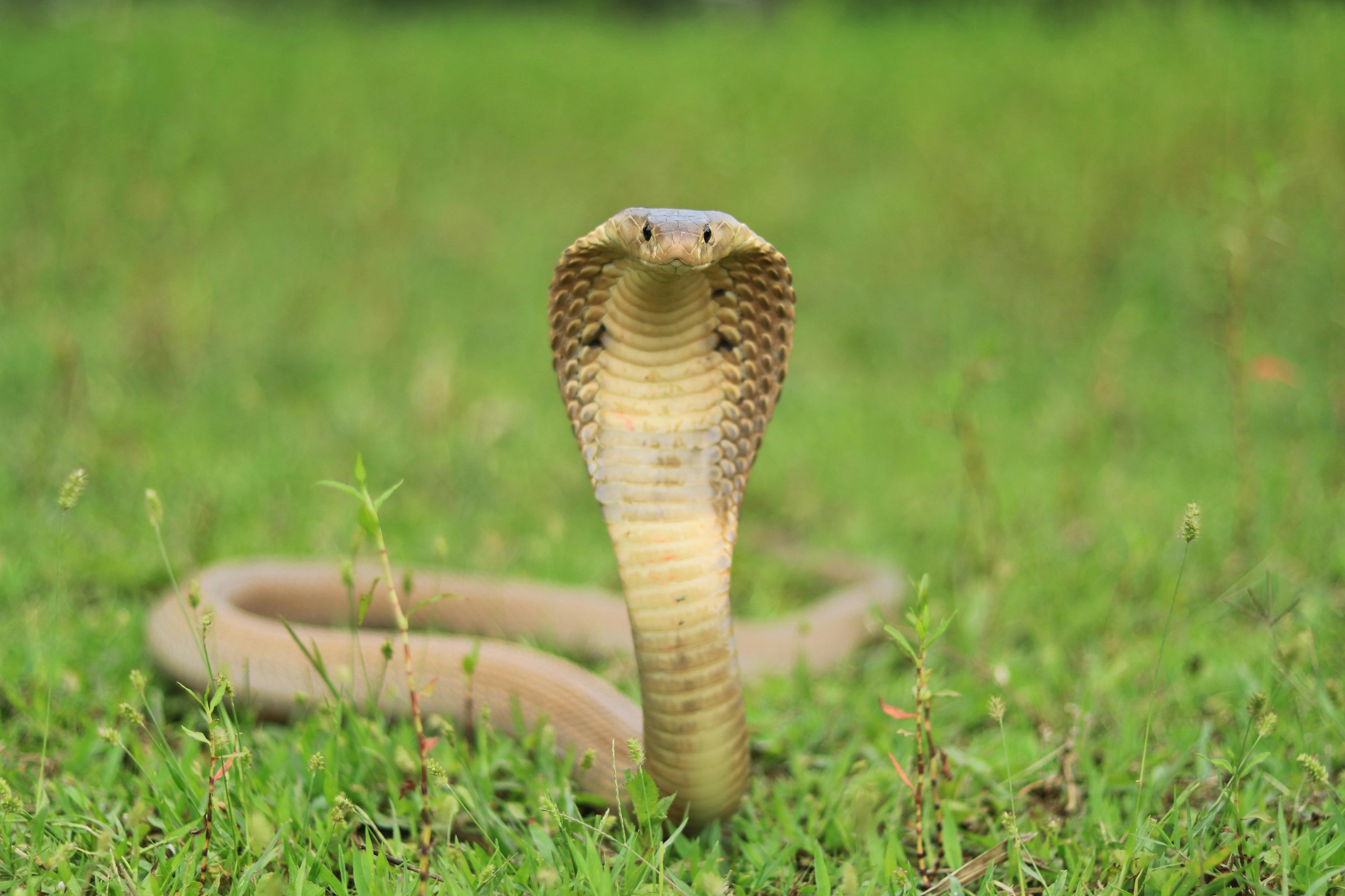 Actualité - Alerte au cobra à lunettes à Toulouse : un deuxième signalement confirme l’inquiétude