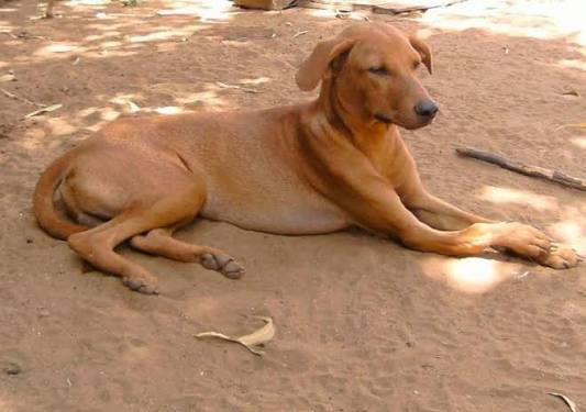 Actualité - Bafang : la consommation de viande de chien et de chat inquiète
