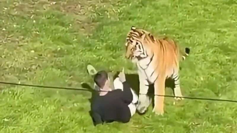 Actualité - Drame au Yorkshire Wildlife Park : un homme tué après s'être introduit dans l'enclos des tigres